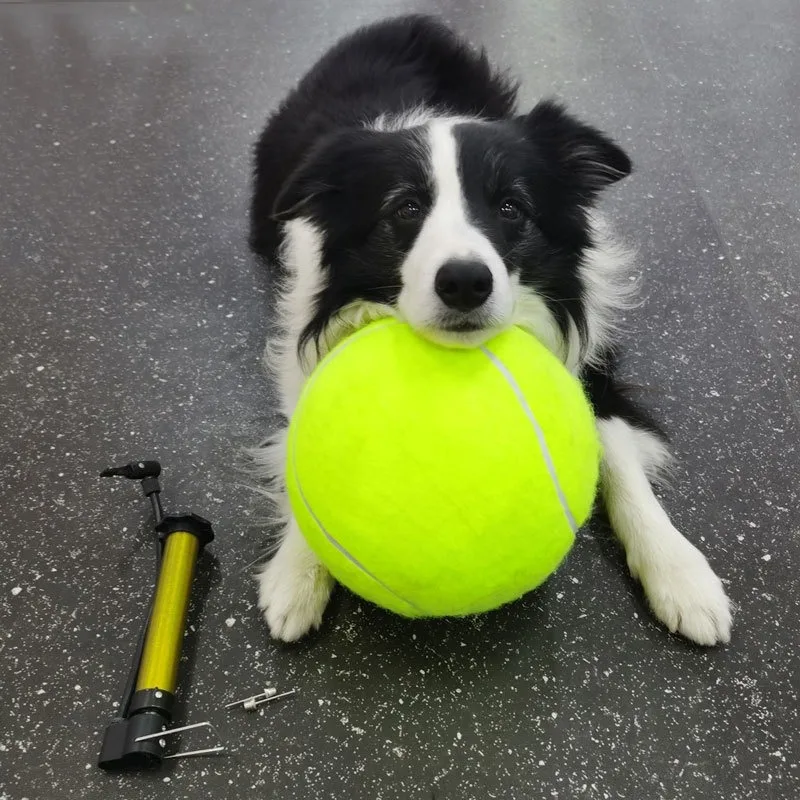 Juguete en mano durante entrenamiento