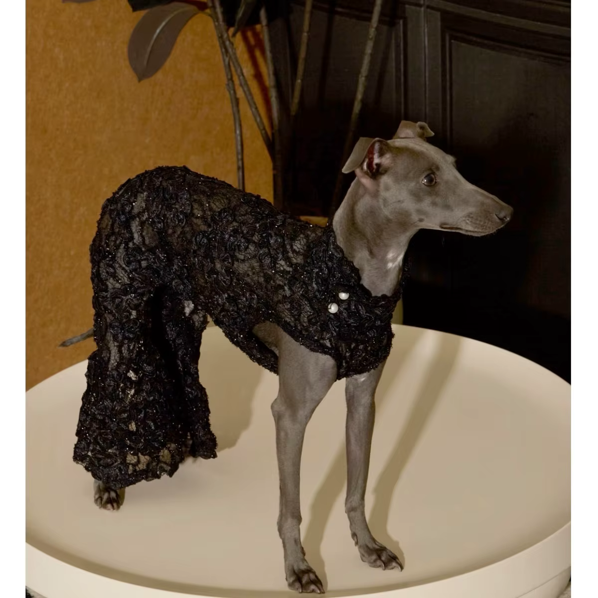 Vestido sirena de noche con encaje y lentejuelas para galgo italiano - imagen 3