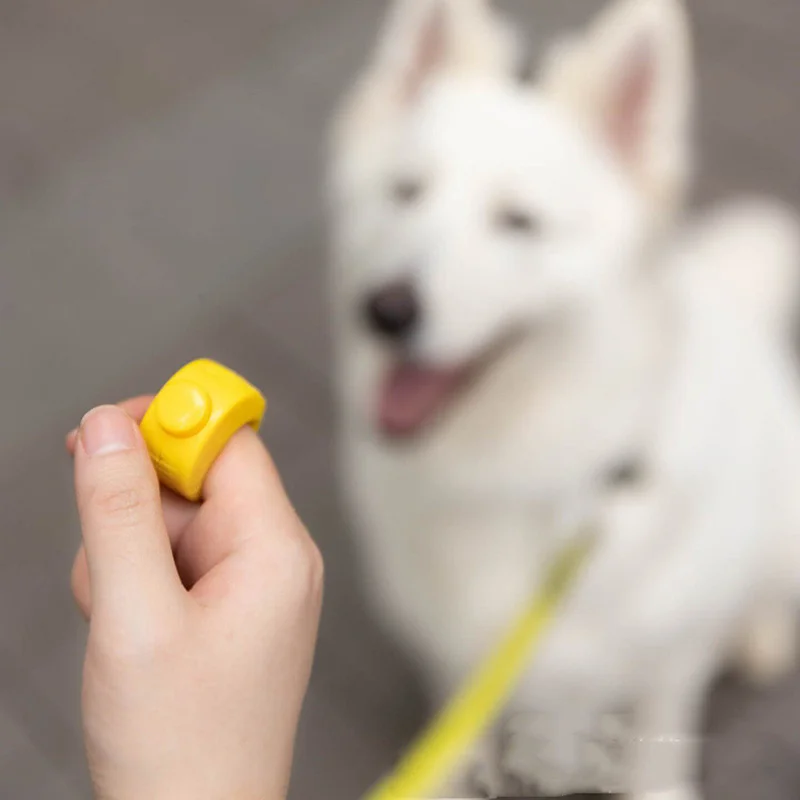 Clicker de anillo en uso durante sesión de entrenamiento canino