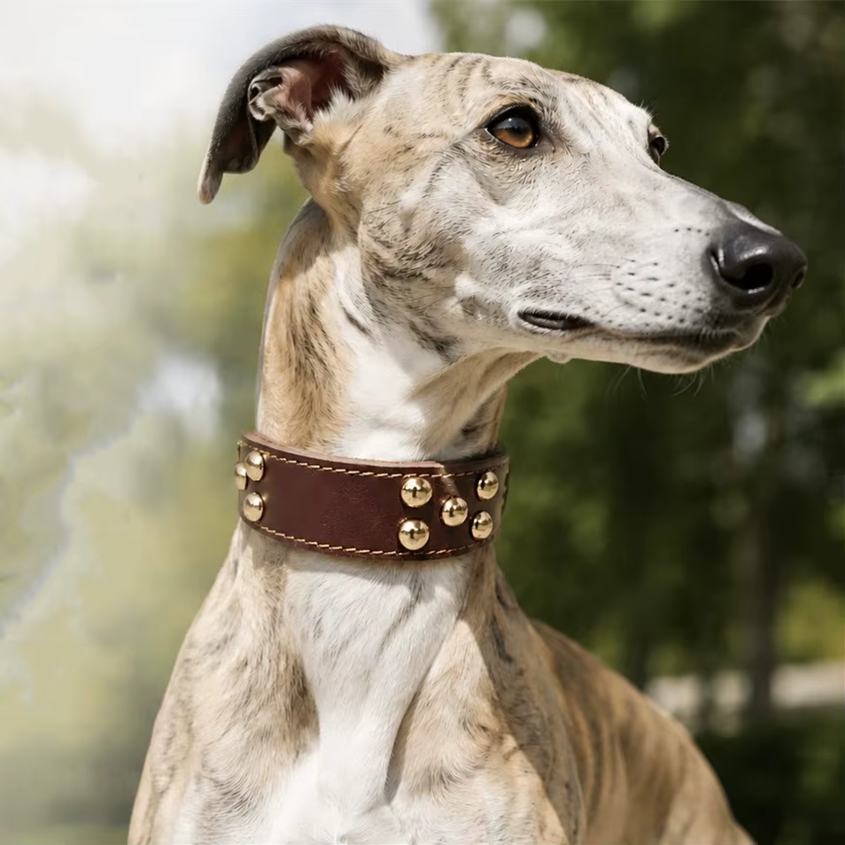 Collar de cuero ancho con remaches para galgos y perros