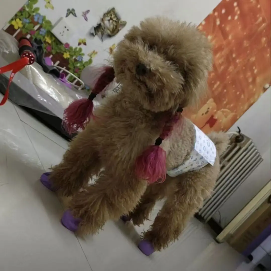 botas de lluvia para perros