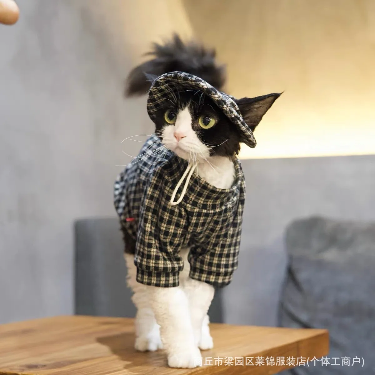 Gato Sphynx con el conjunto retro en un entorno doméstico