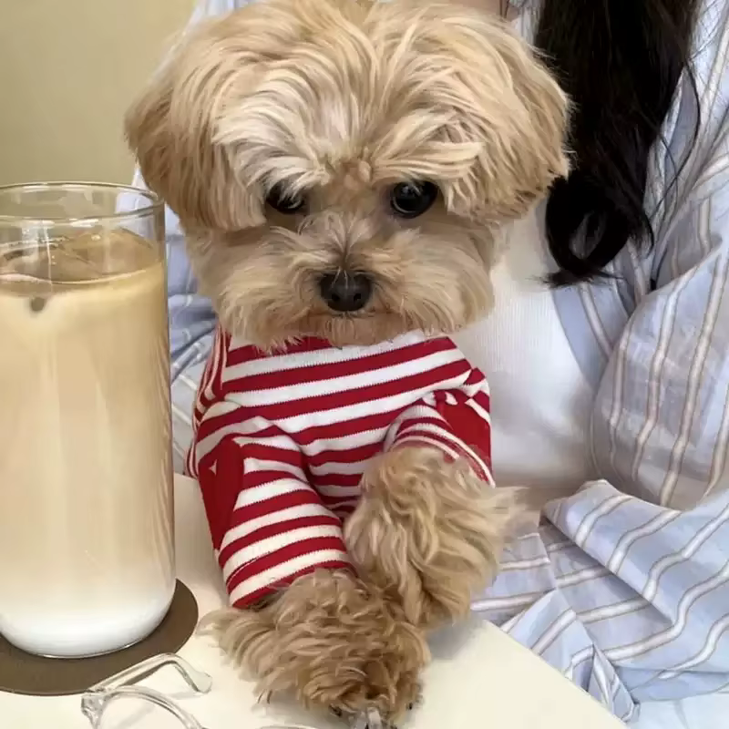 Camiseta verano corazón para perros y gatos – Top suave - imagen 4