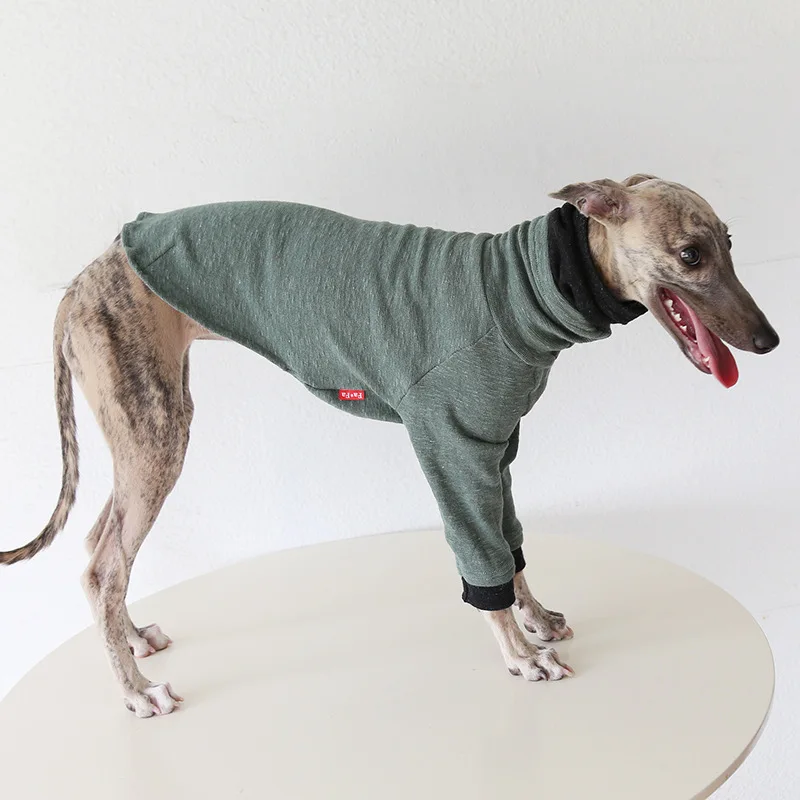 Conjunto ABQP para galgo italiano en exhibición