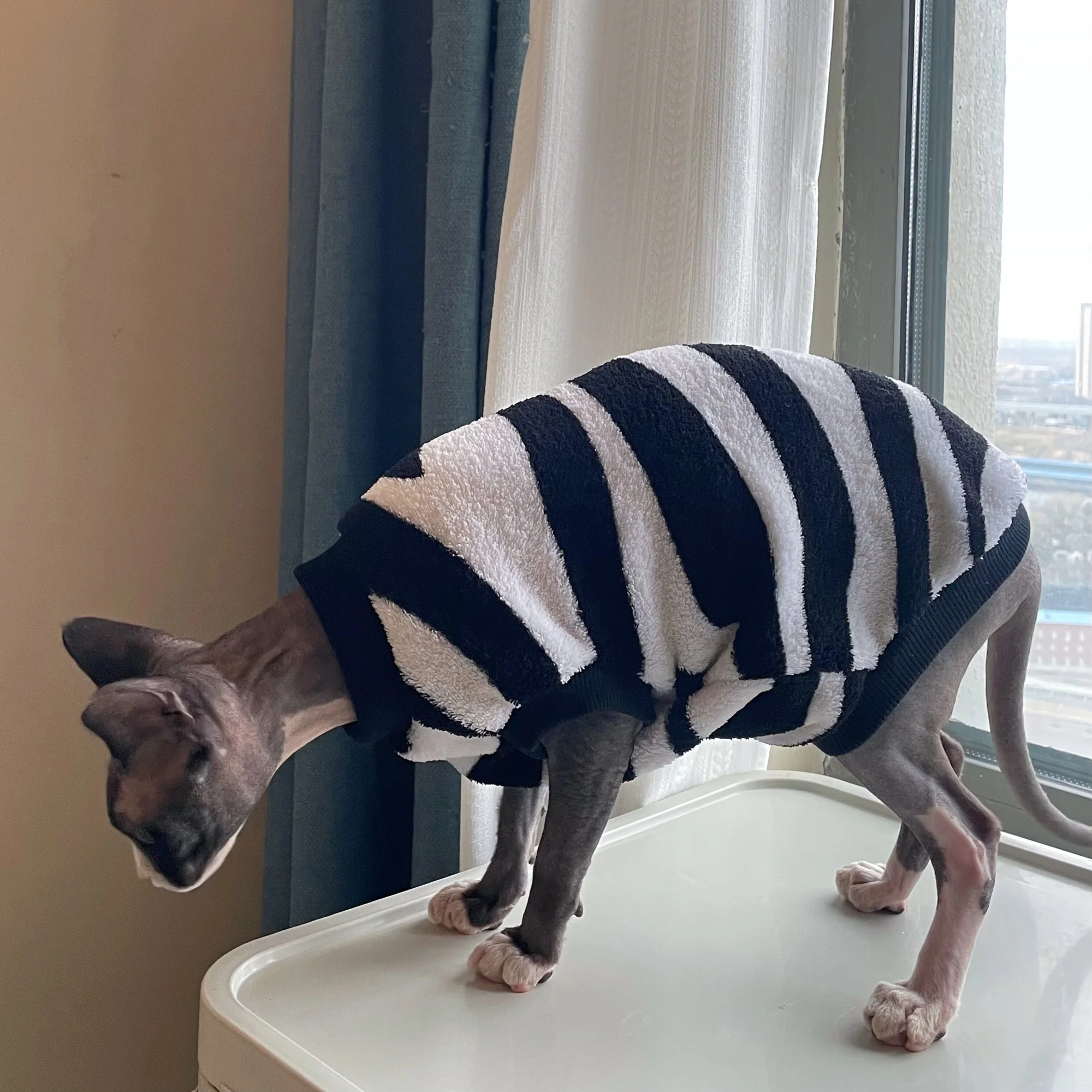 Gato Sphynx jugando con la sudadera puesta