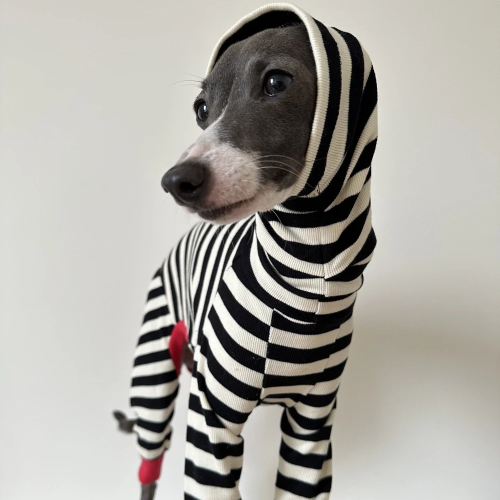 Chaleco para whippet en paseo