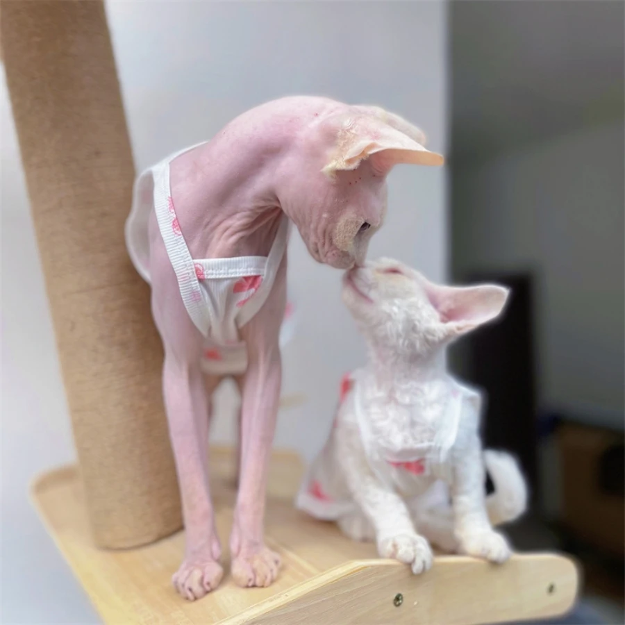 Chaleco refrescante rosa para gatos Sphynx: camiseta sin pelo - imagen 2