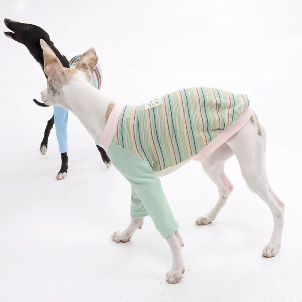 Camiseta algodón para Whippet y Galgo Italiano – Rayas primavera-verano - imagen 5