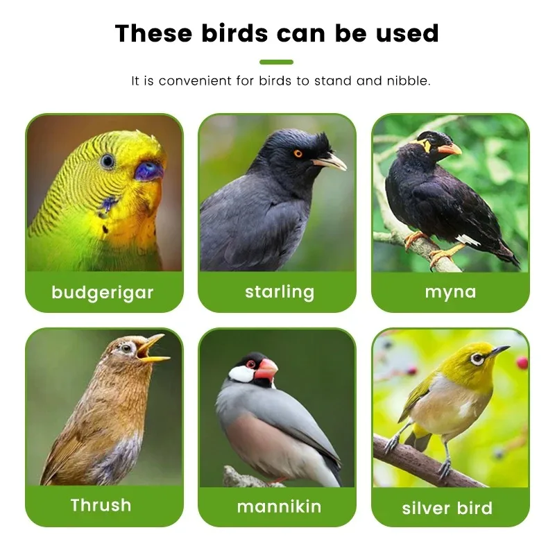 Comedero para loros en color verde