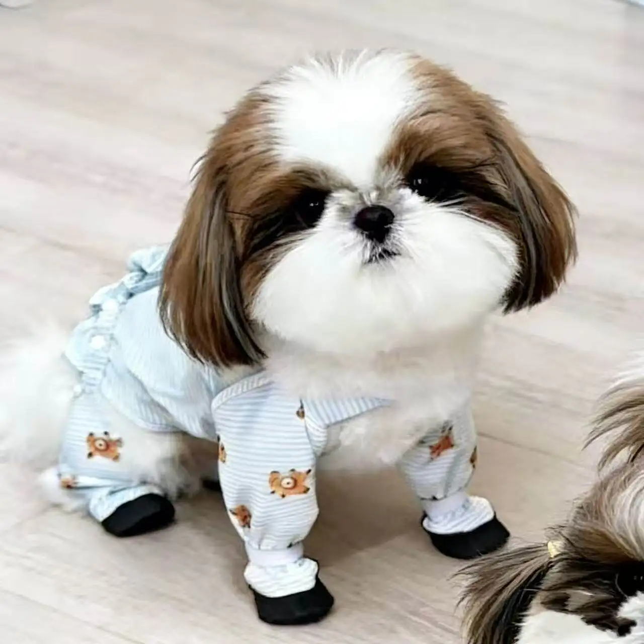 Ropa impermeable para cuatro patas