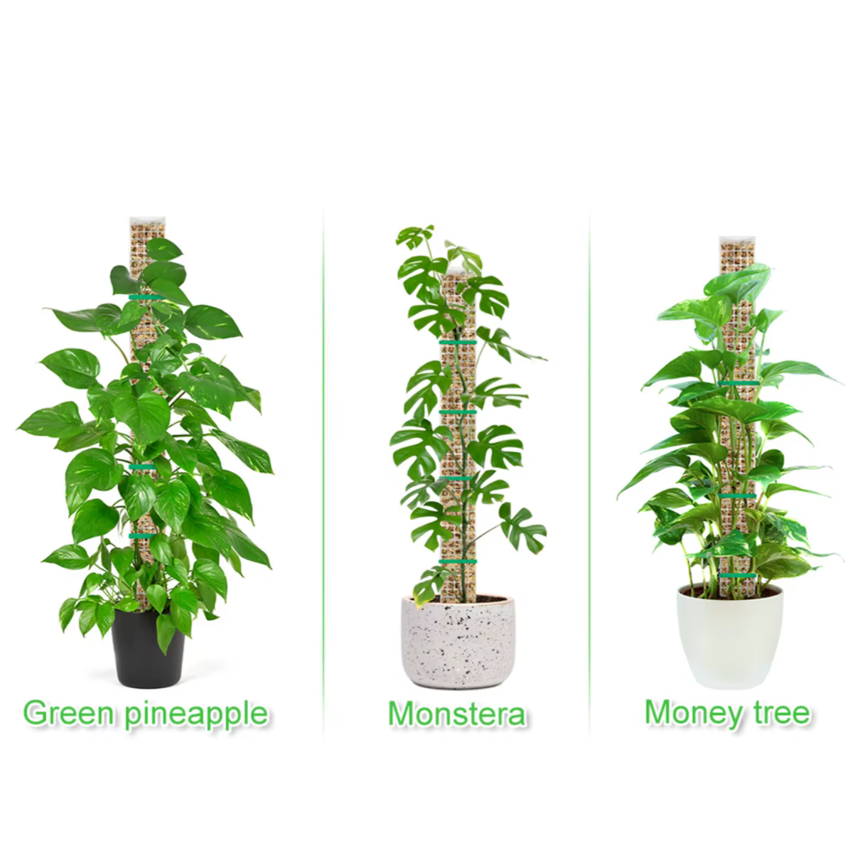 Soporte para plantas trepadoras de interior: varilla de musgo - imagen 2