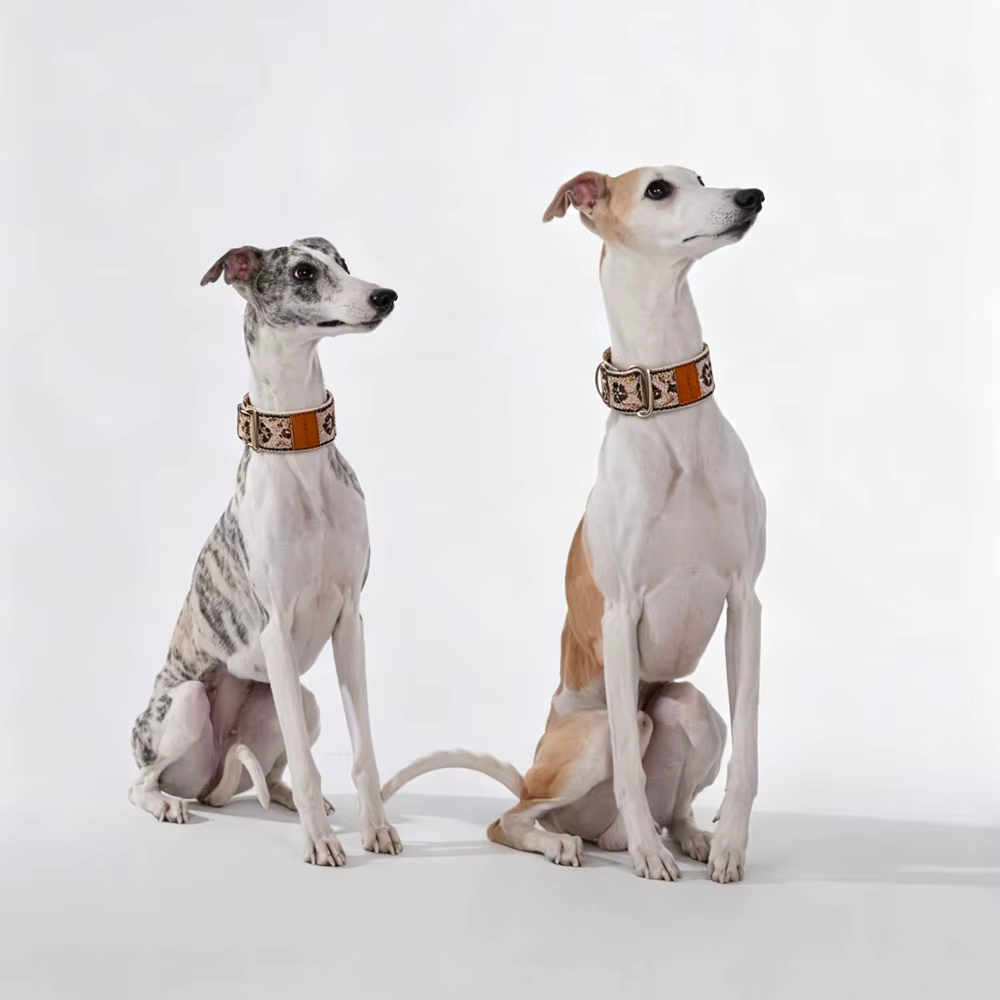Collar martingale ajustable suave para perros: Whippet y galgo
