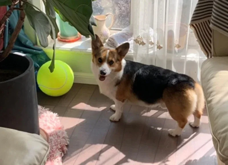 Pelota de tenis para perros inflable y su bomba de aire sobre superficie