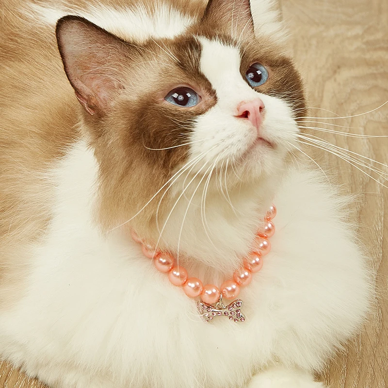 Detalle del collar para gatos y mascotas