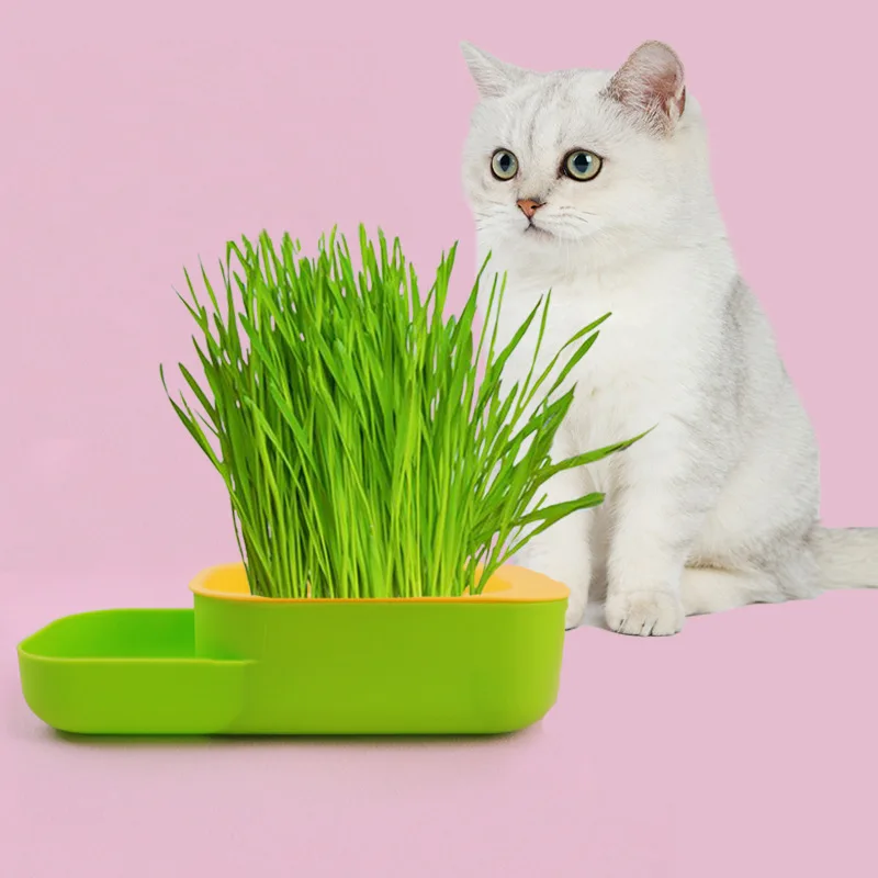Gato comiendo hierba