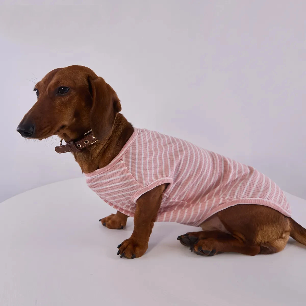 Perro Dachshund con camiseta ABQP