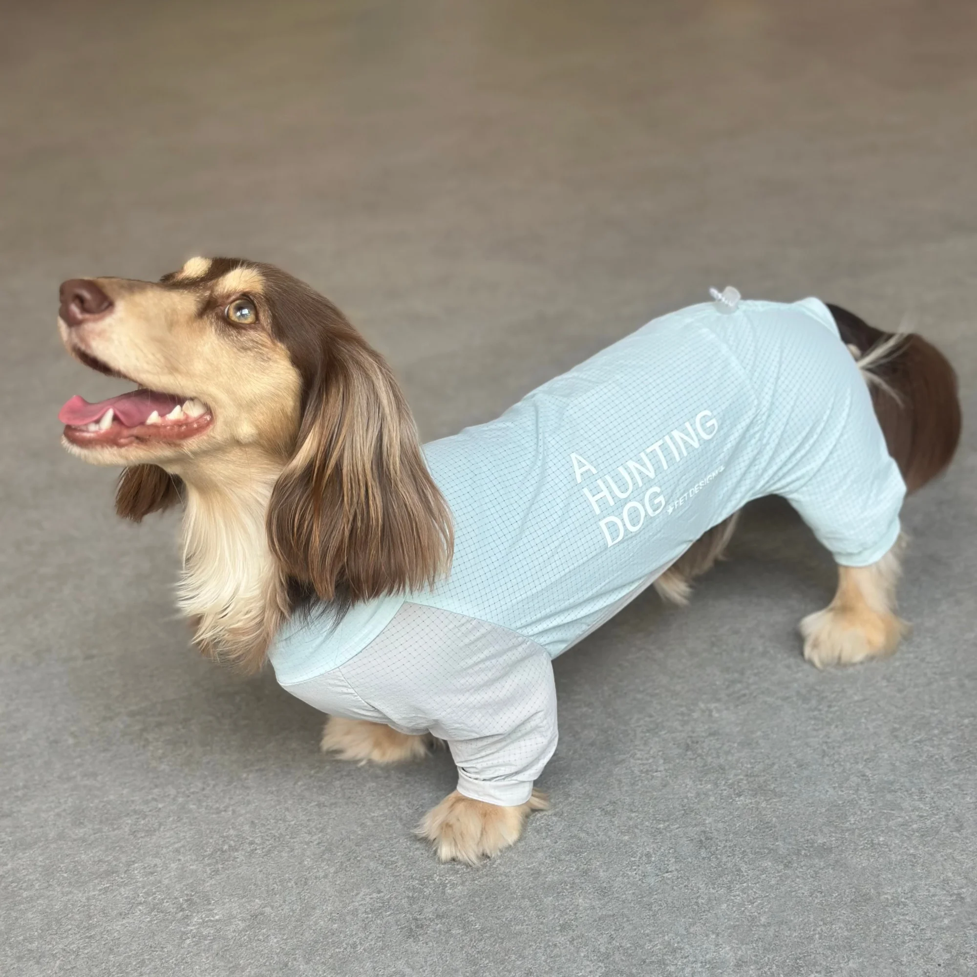 Traje anti-insectos transpirable para Dachshund, verano secado rápido - imagen 2
