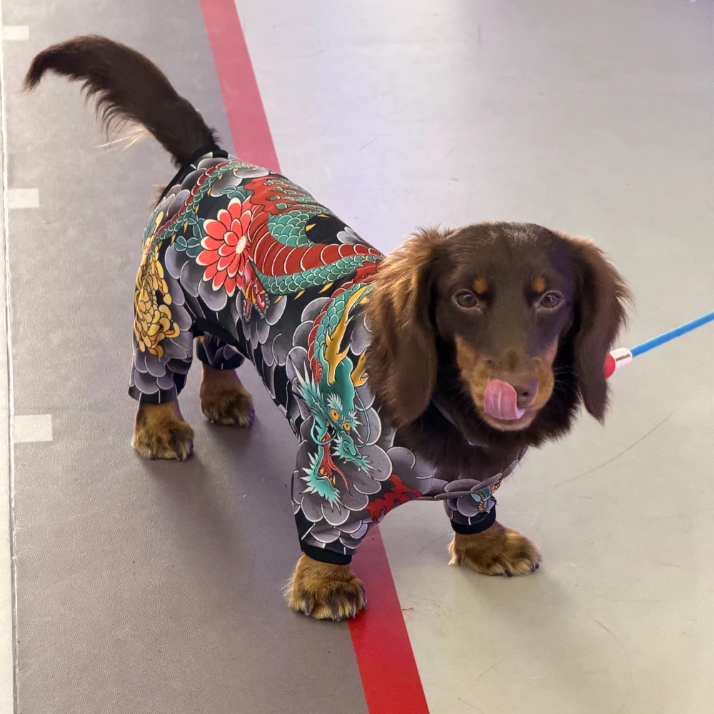 Vista del diseño y cobertura para Dachshund