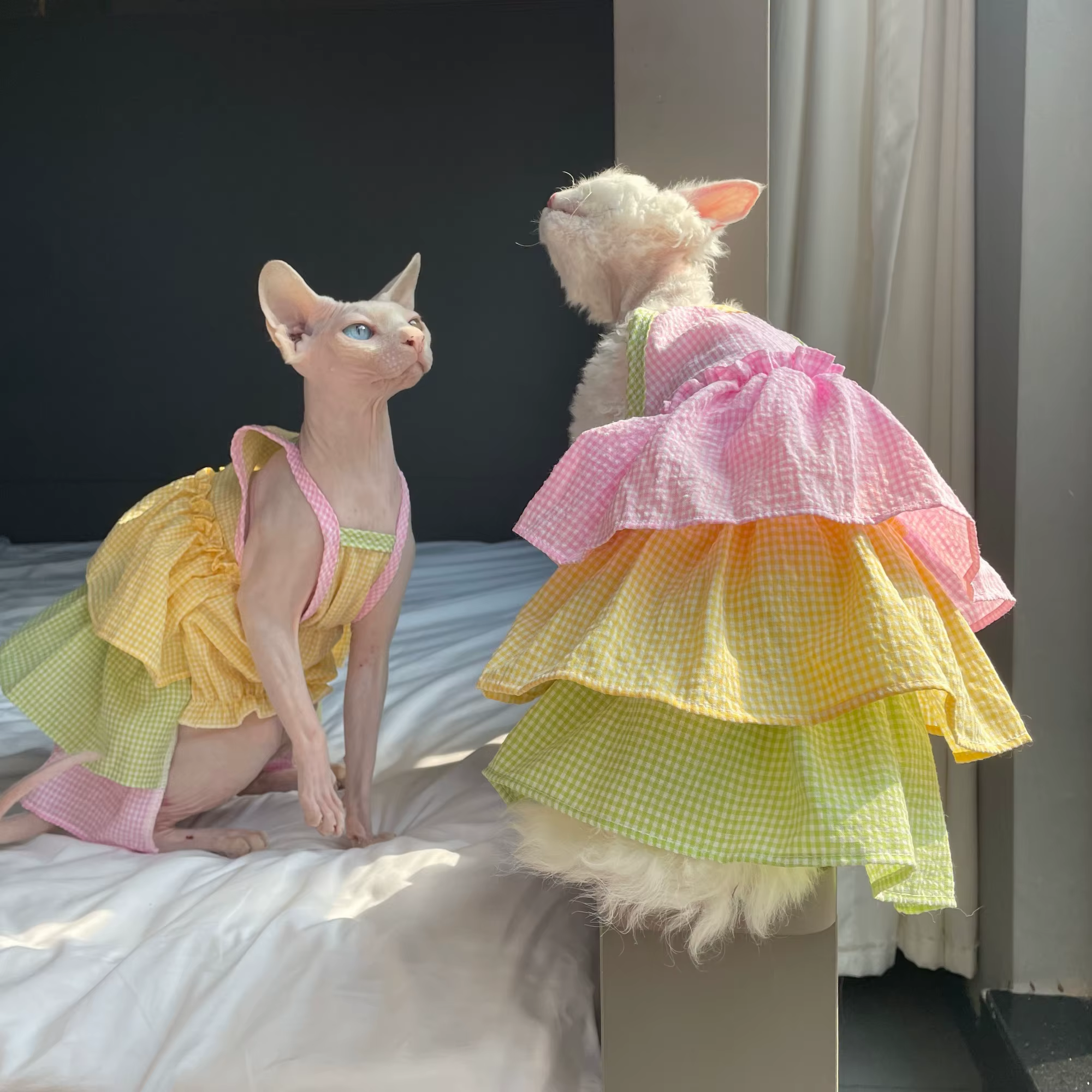 Ropa de verano para gatos Sphynx y Devon Rex: vestido algodón - imagen 3