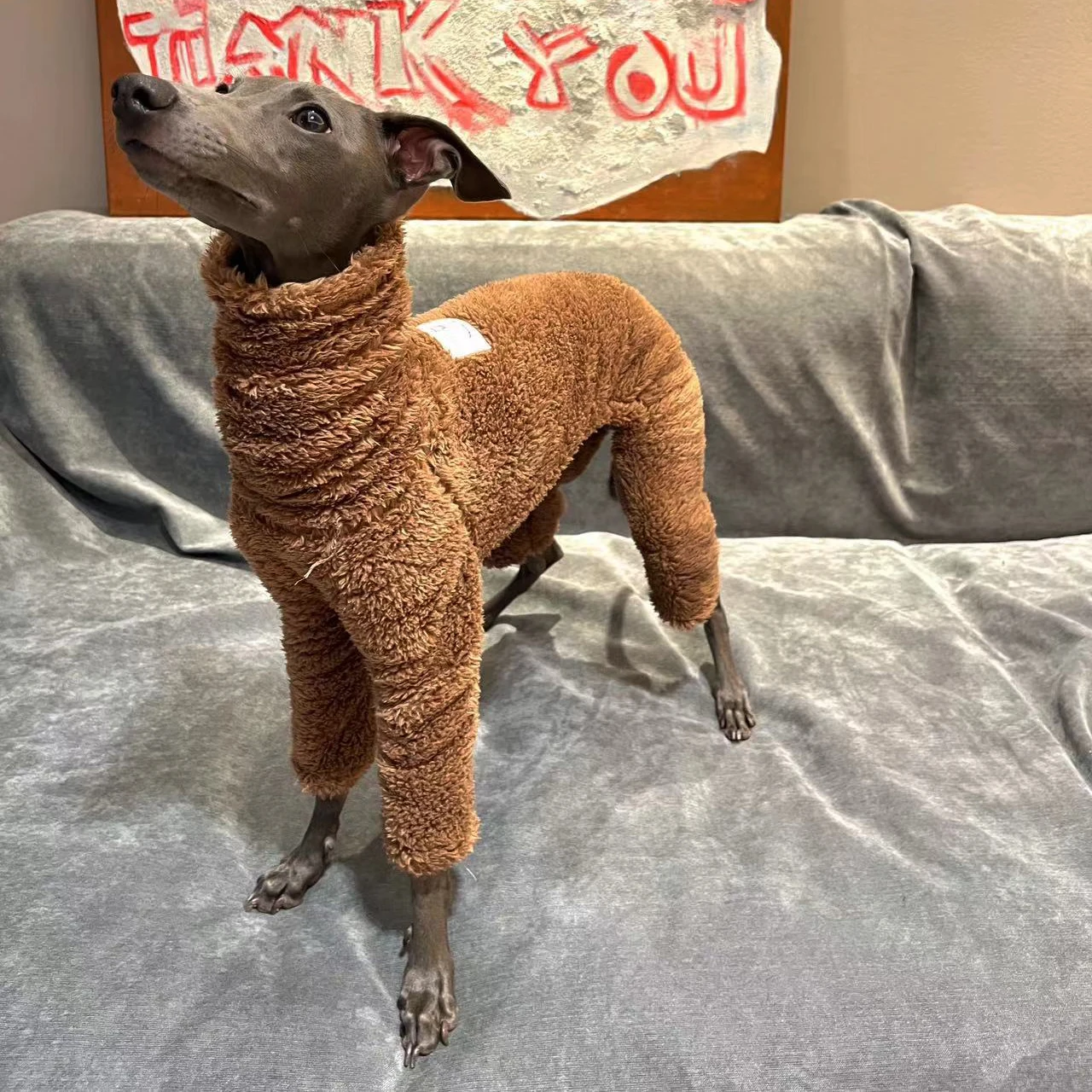 Perro pequeño con abrigo polar térmico en posición de descanso
