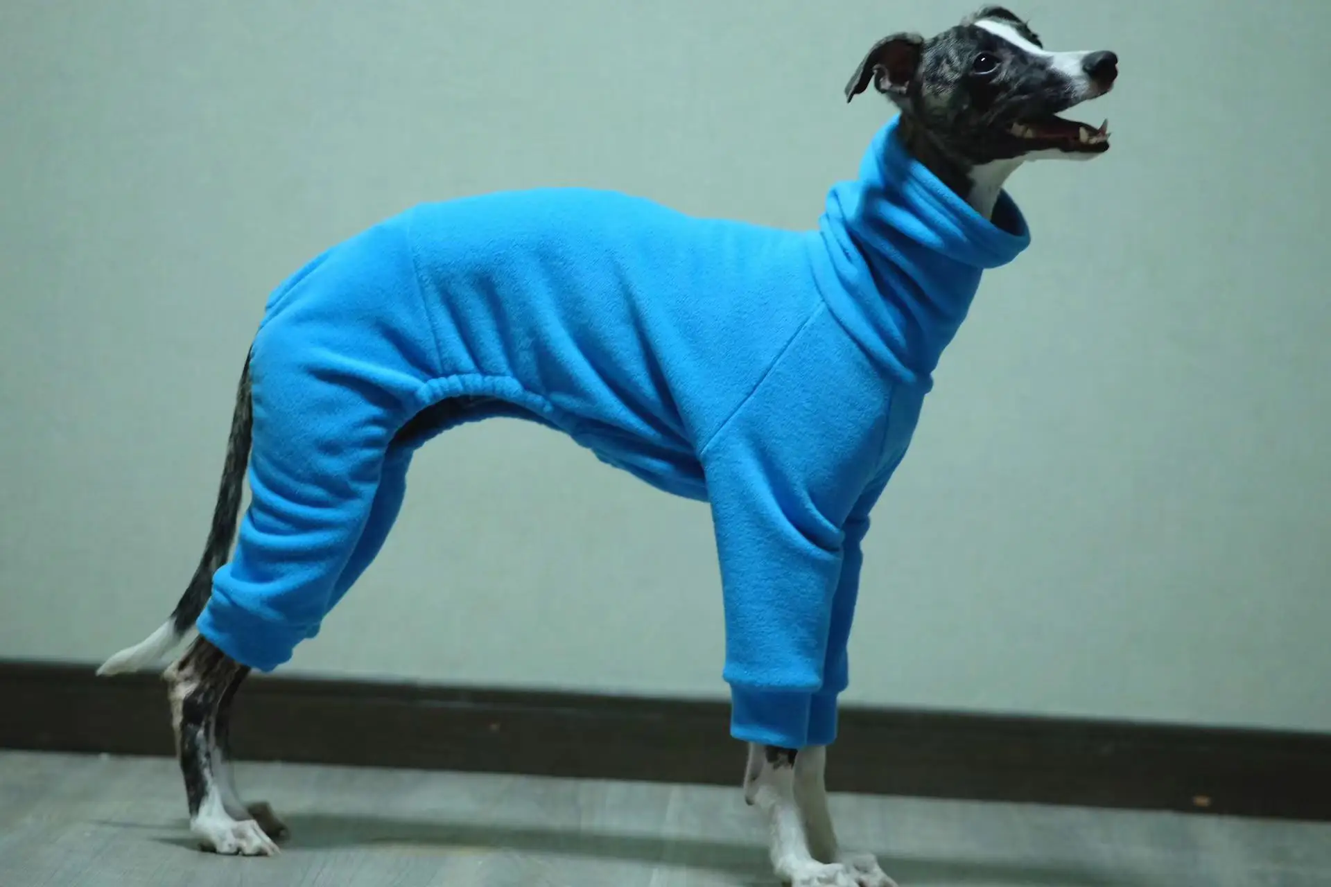 Chaqueta puesta en un whippet corriendo
