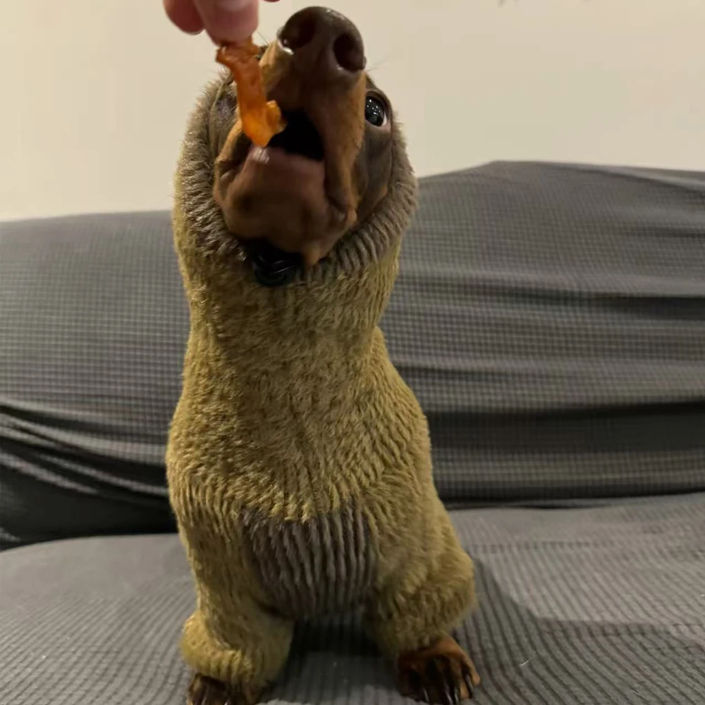Perro usando el suéter