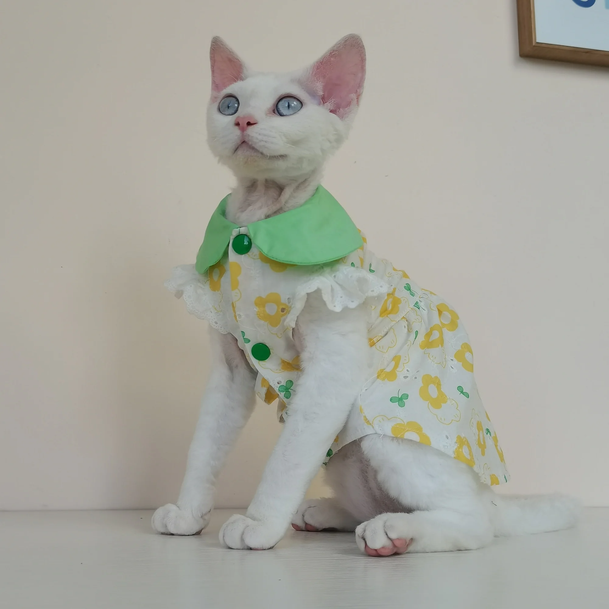Prueba de ajuste en gato