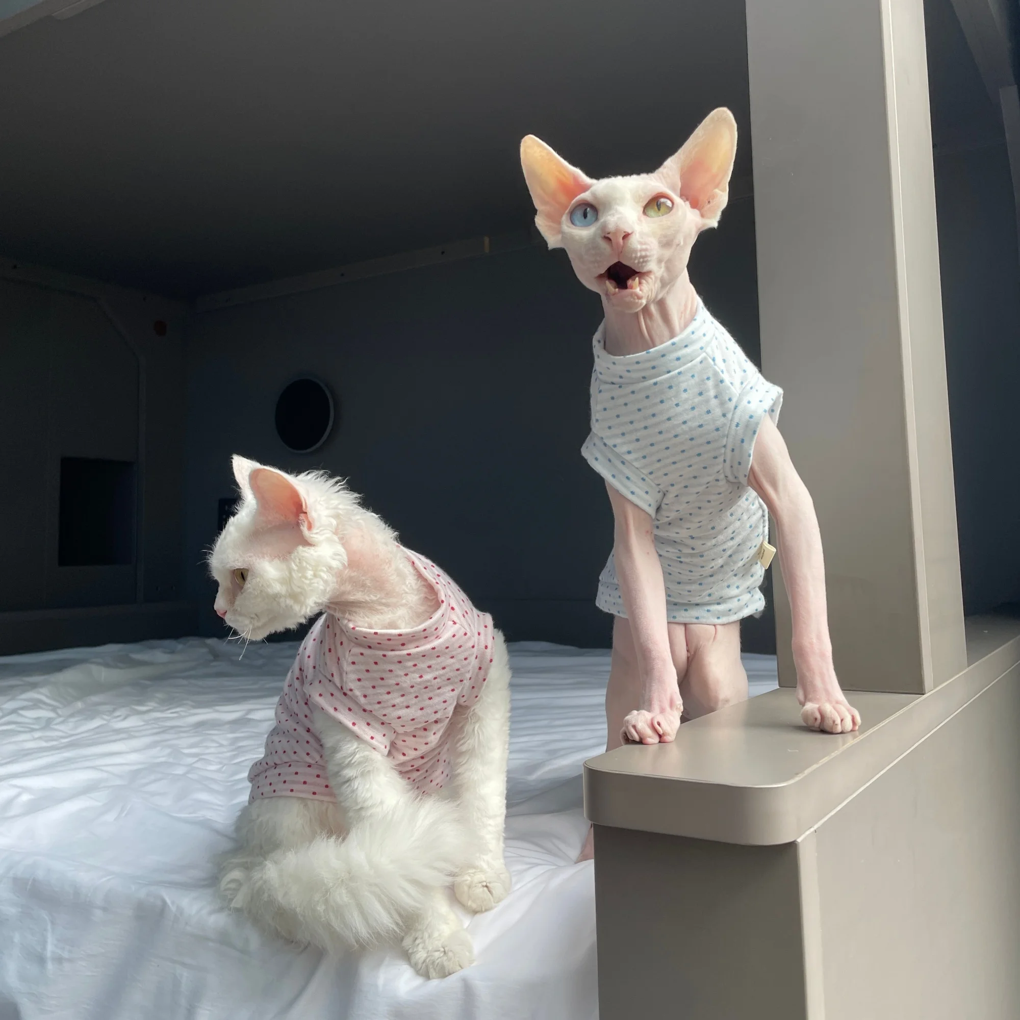 Chaleco verano transpirable con lunares para gatos Sphynx y Devon Rex - imagen 3