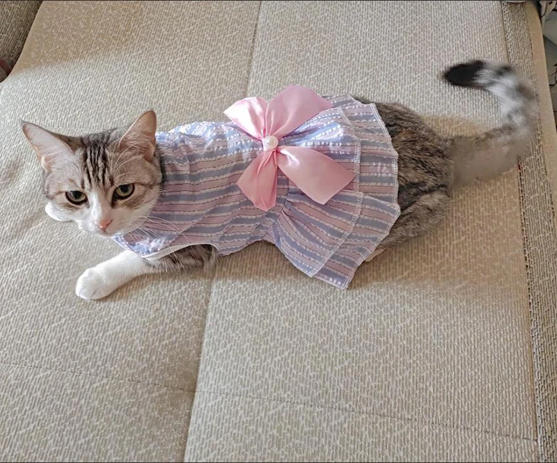 Gato Sphynx usando el vestido en entorno doméstico