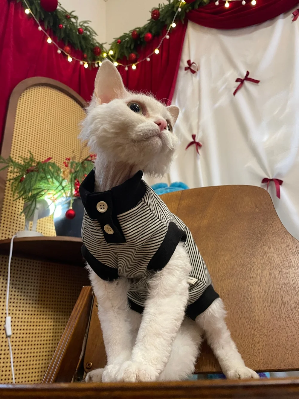 Gato cómodo con la prenda