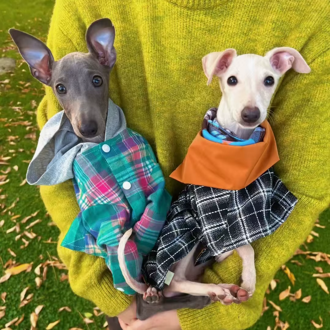 Abrigo cortavientos a cuadros para galgo italiano y whippet - imagen 5