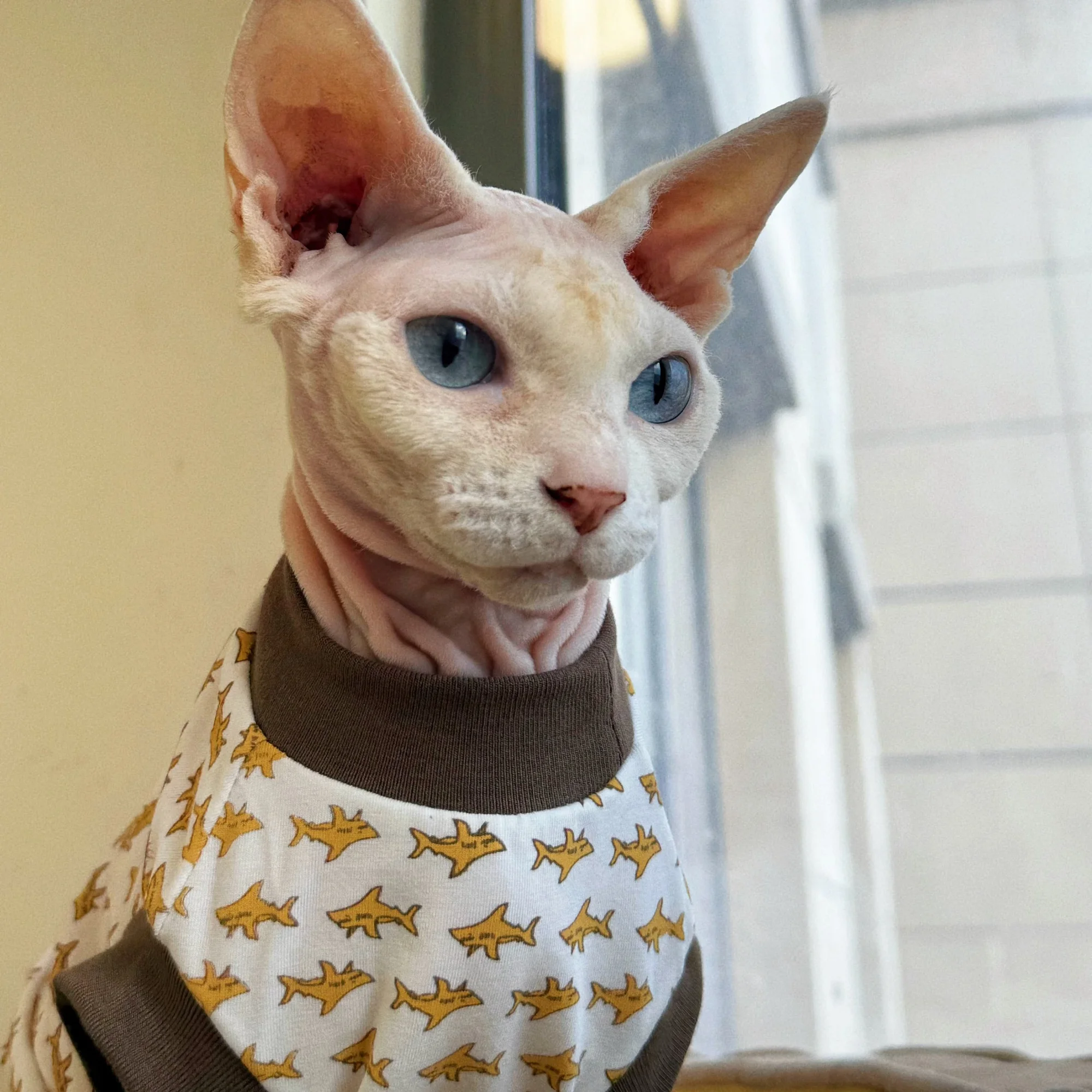 Traje informal para gato sphynx sin mangas
