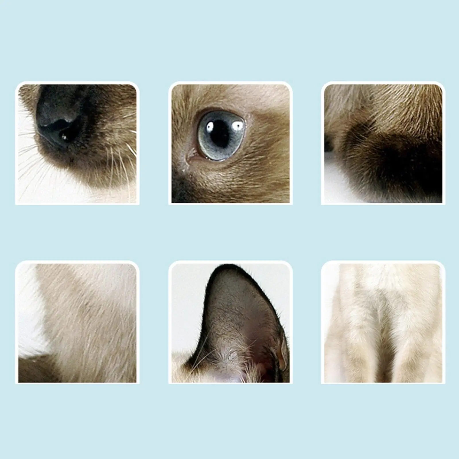 Guantes desechables para limpieza de cachorros y gatitos