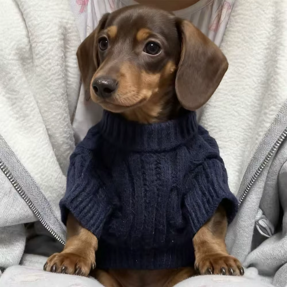 Perro usando el suéter en interior