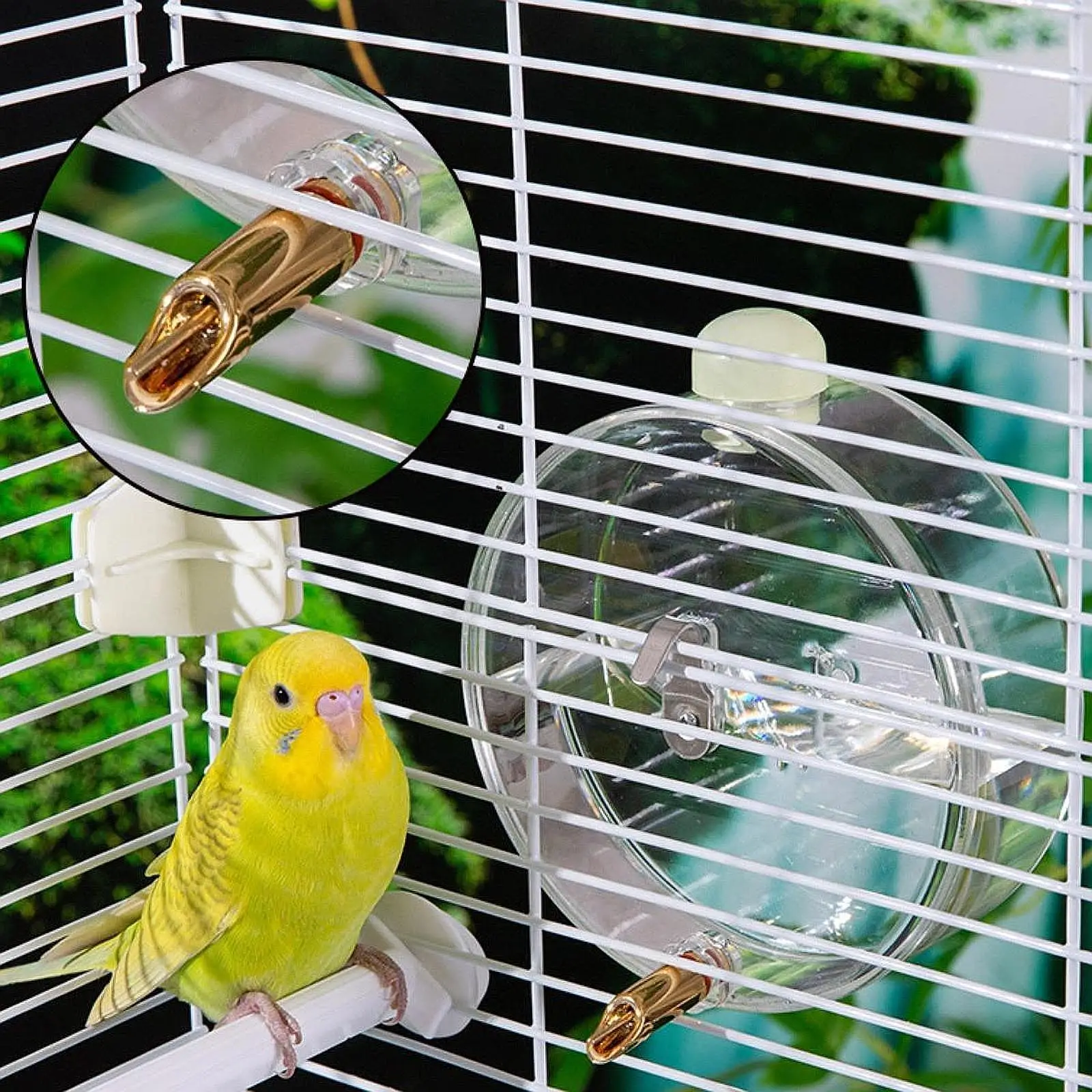 Bebedero para distintas especies de aves