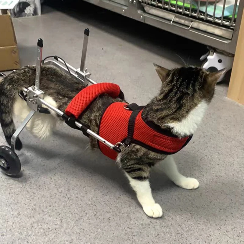 Silla de ruedas para gatos con movilidad reducida, soporte patas traseras