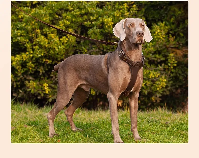 Arnés antitirones para perro grande