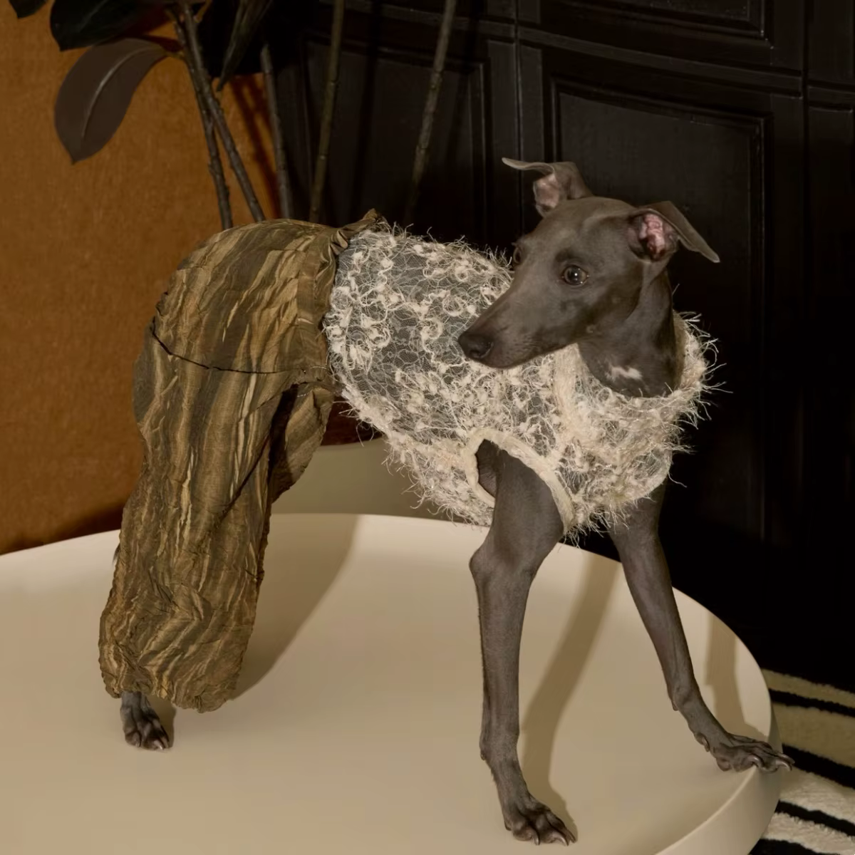 Mono ligero con encaje floral para galgo italiano y whippet - imagen 5