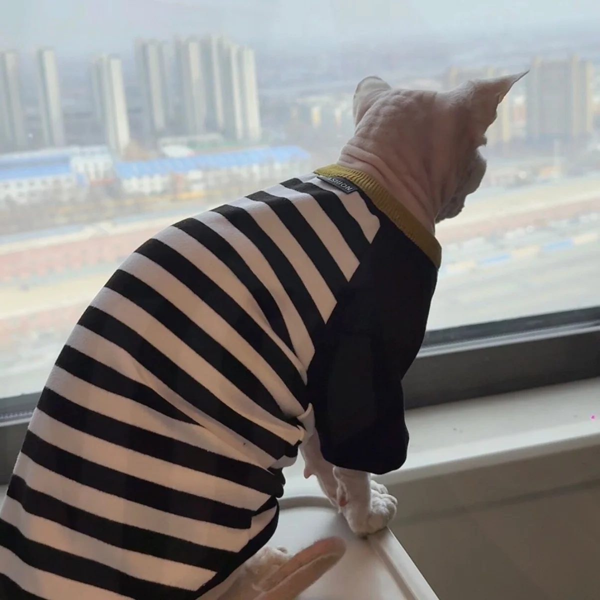 Gato con camiseta rayas 4