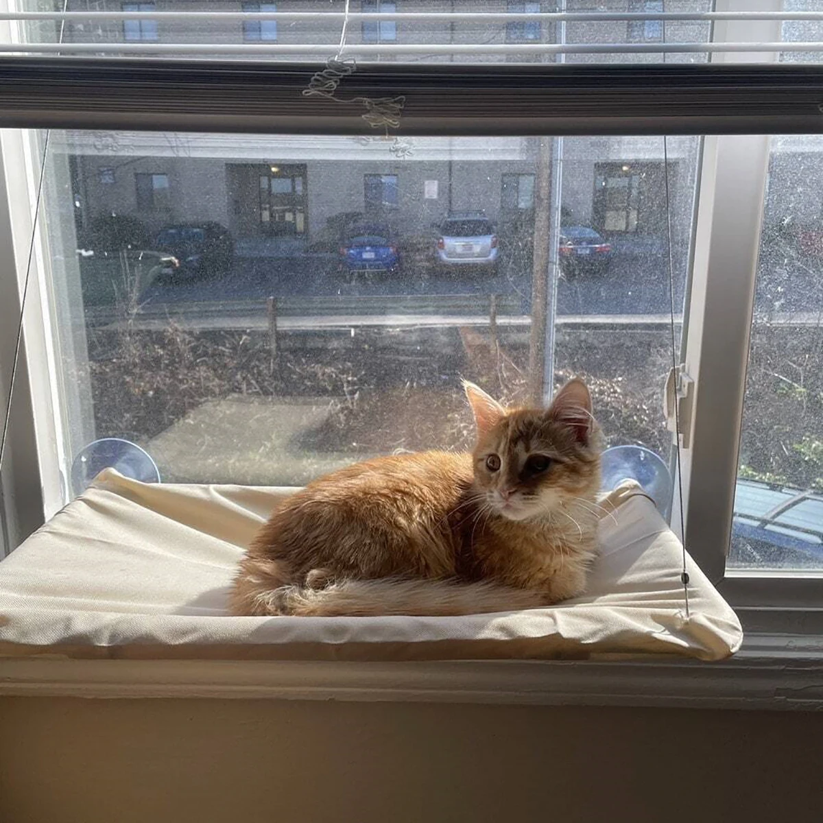 Detalle de las ventosas