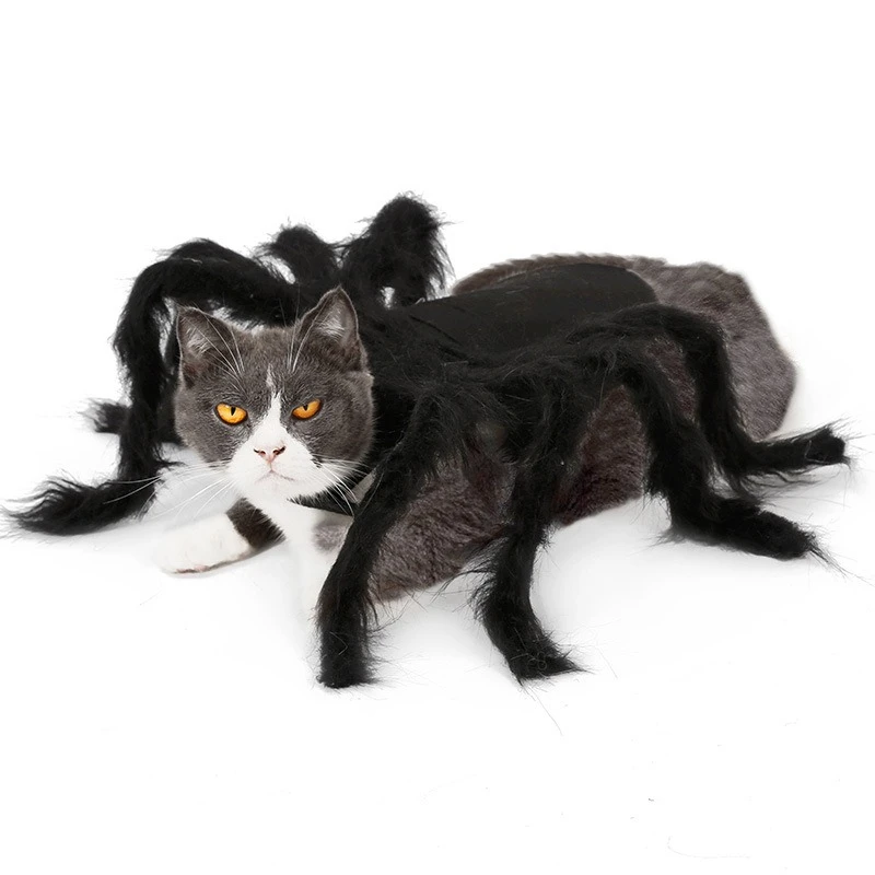 Mascota con disfraz de araña en posición relajada