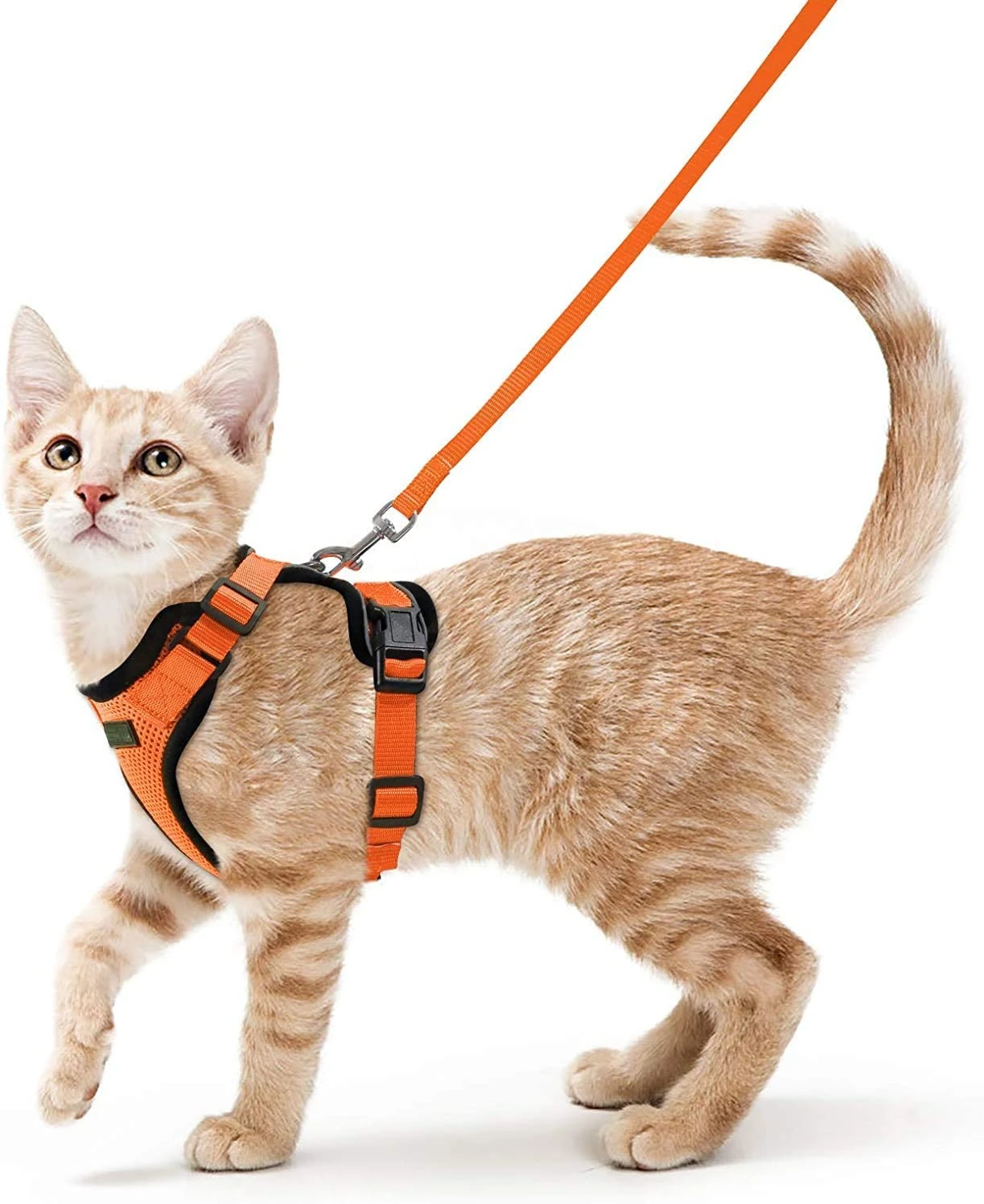 Gato usando el chaleco con correa en exterior