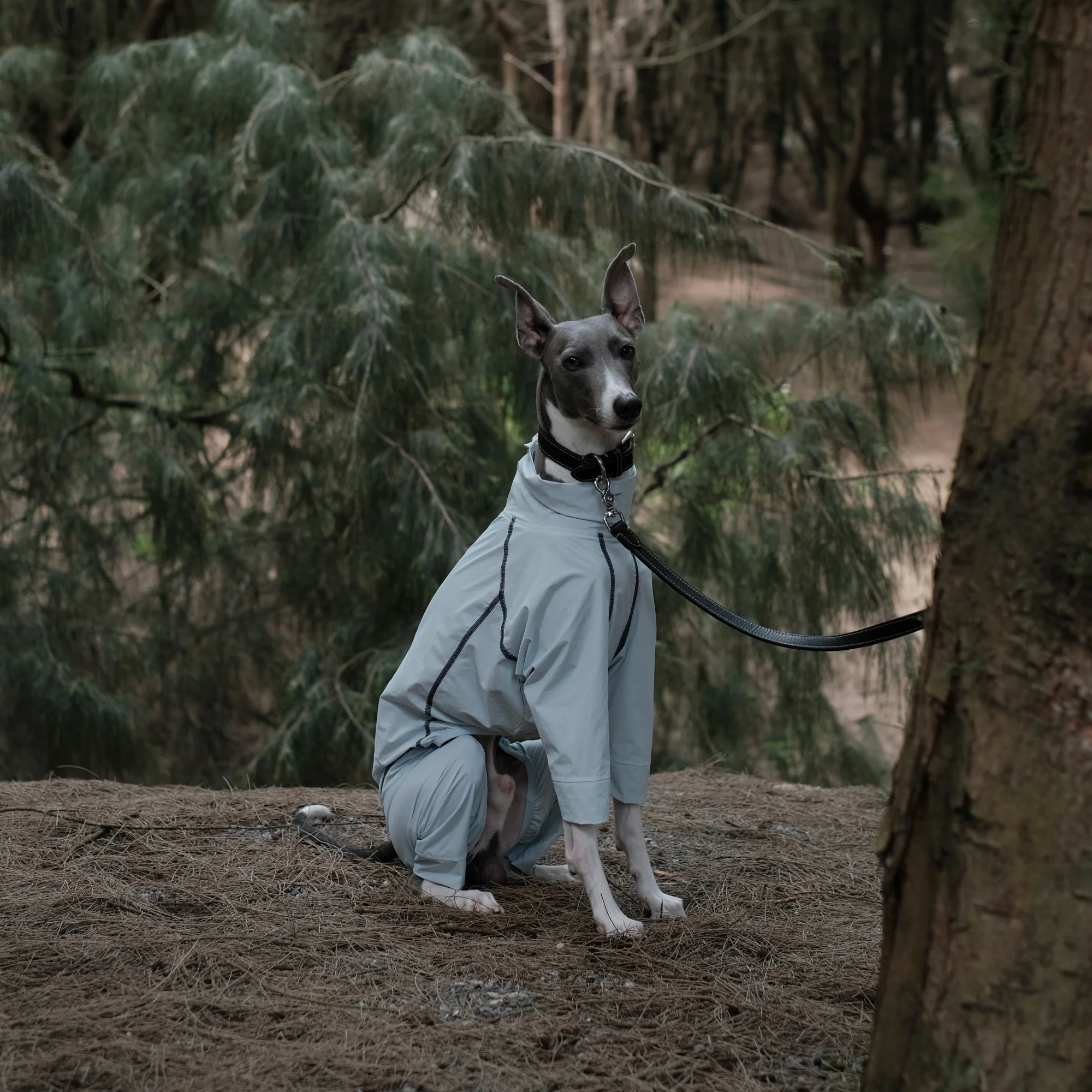 Traje de verano con protección solar UPF100+ para perro Galgo Italiano – Cubre vientre
