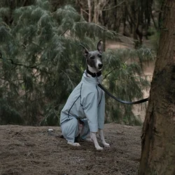 Traje de verano con protección solar UPF100+ para perro Galgo Italiano – Cubre vientre