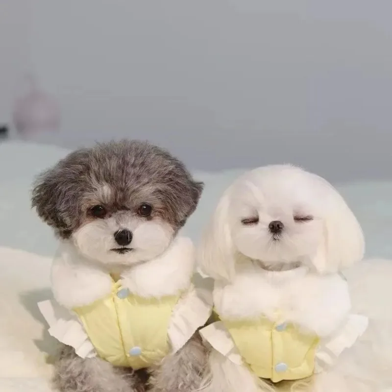 Perro pequeño con la chaqueta