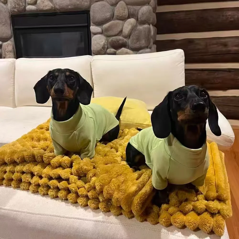 Perro dachshund usando el abrigo en paseo otoñal