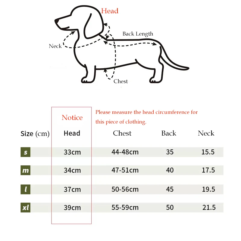 Perro dachshund con abrigo verde militar
