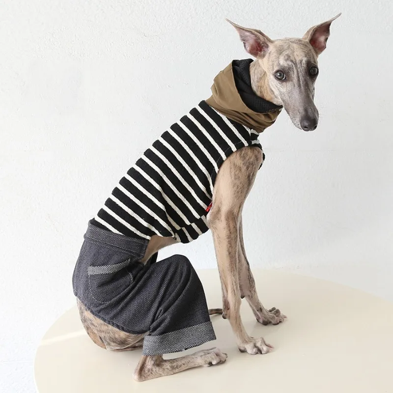Perro con chaqueta de rayas