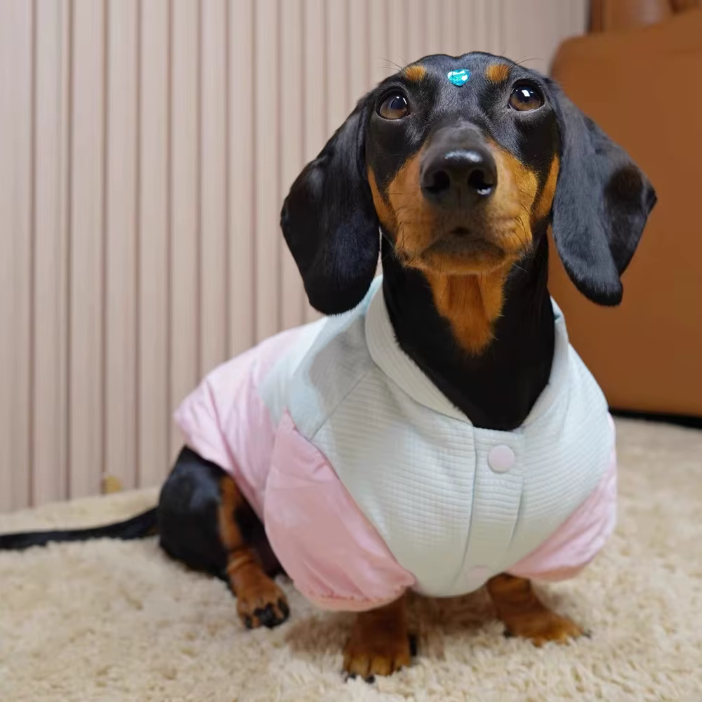 Chaqueta impermeable cálida para perros salchicha (wiener) - imagen 2