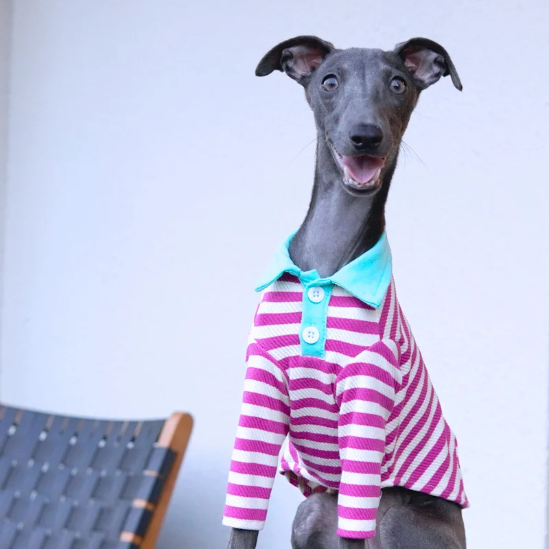 Diseño moderno para perros activos